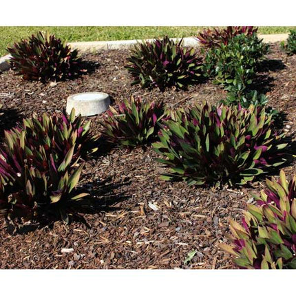 Pine Bark Mini Nuggets 25mm (1cbm Loose)