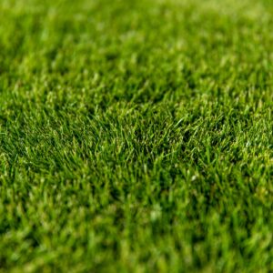 Sir Grange Zoysia