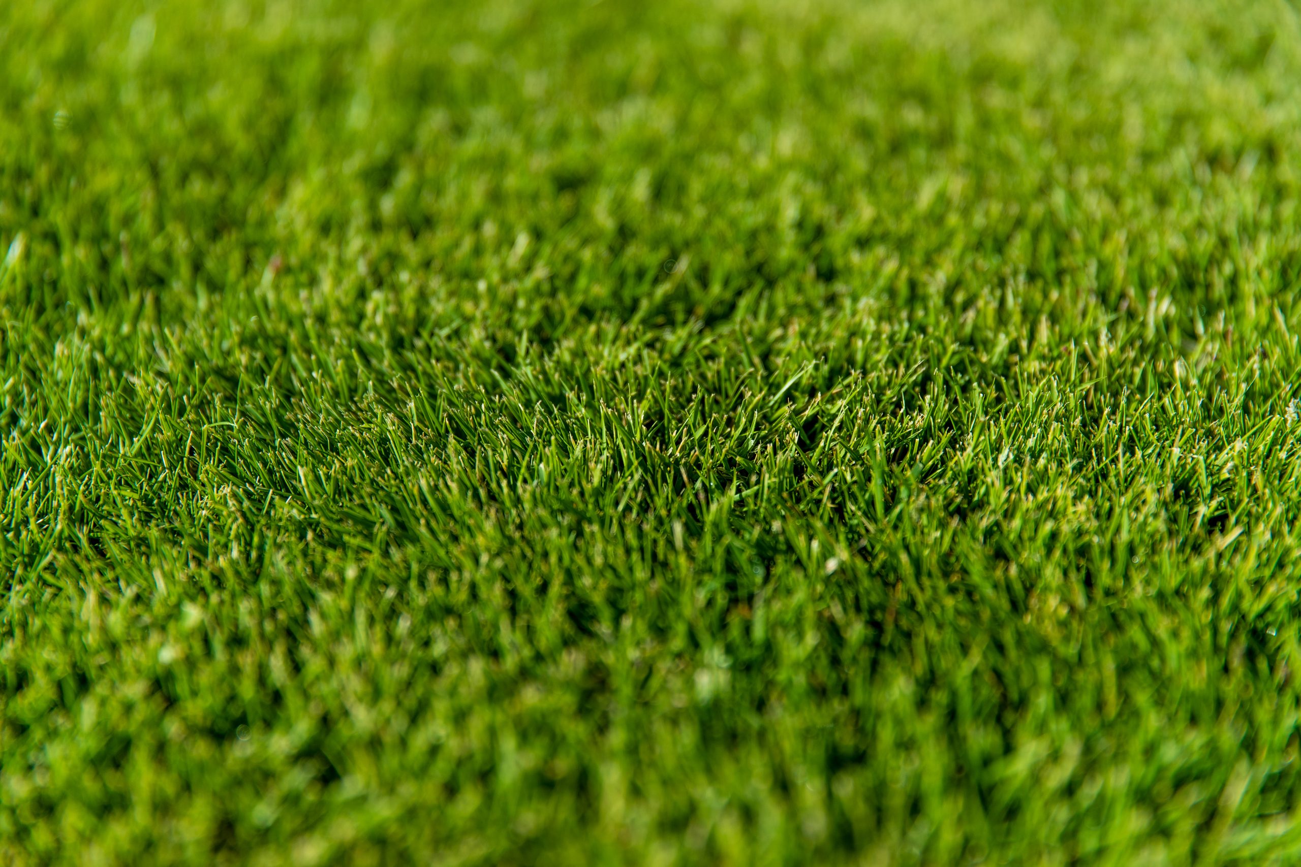 Sir Grange Zoysia