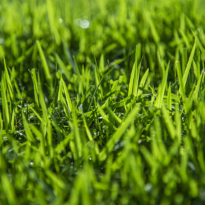 Zoysia Australis